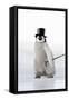 Emperor Penguin Chick Wearing Bowler Hat-null-Framed Stretched Canvas