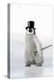 Emperor Penguin Chick Wearing Bowler Hat-null-Stretched Canvas