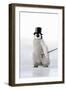 Emperor Penguin Chick Wearing Bowler Hat-null-Framed Photographic Print