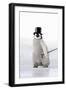 Emperor Penguin Chick Wearing Bowler Hat-null-Framed Photographic Print