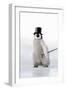 Emperor Penguin Chick Wearing Bowler Hat-null-Framed Photographic Print