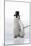 Emperor Penguin Chick Wearing Bowler Hat-null-Mounted Photographic Print