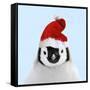Emperor Penguin Chick Wearing Christmas Hat-null-Framed Stretched Canvas