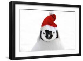 Emperor Penguin Chick Wearing Christmas Hat-null-Framed Photographic Print