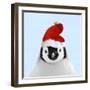 Emperor Penguin Chick Wearing Christmas Hat-null-Framed Photographic Print