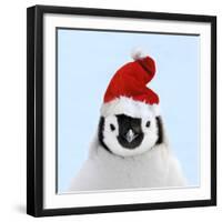 Emperor Penguin Chick Wearing Christmas Hat-null-Framed Photographic Print