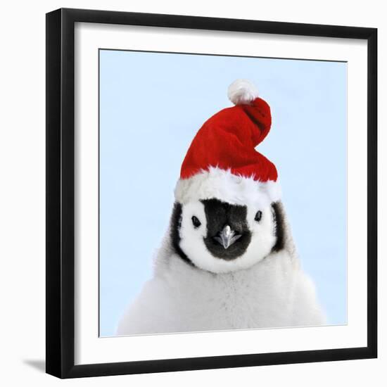 Emperor Penguin Chick Wearing Christmas Hat-null-Framed Photographic Print