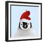 Emperor Penguin Chick Wearing Christmas Hat-null-Framed Photographic Print