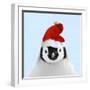 Emperor Penguin Chick Wearing Christmas Hat-null-Framed Photographic Print