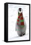Emperor Penguin Chick, Wearing Christmas Scarf-null-Framed Stretched Canvas