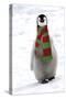 Emperor Penguin Chick, Wearing Christmas Scarf-null-Stretched Canvas