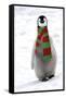 Emperor Penguin Chick, Wearing Christmas Scarf-null-Framed Stretched Canvas