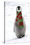 Emperor Penguin Chick, Wearing Christmas Scarf-null-Stretched Canvas