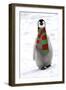 Emperor Penguin Chick, Wearing Christmas Scarf-null-Framed Photographic Print