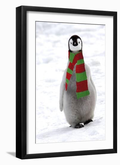Emperor Penguin Chick, Wearing Christmas Scarf-null-Framed Photographic Print