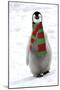 Emperor Penguin Chick, Wearing Christmas Scarf-null-Mounted Photographic Print