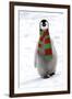 Emperor Penguin Chick, Wearing Christmas Scarf-null-Framed Photographic Print