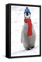 Emperor Penguin Chick Wearing Hat and Scarf-null-Framed Stretched Canvas