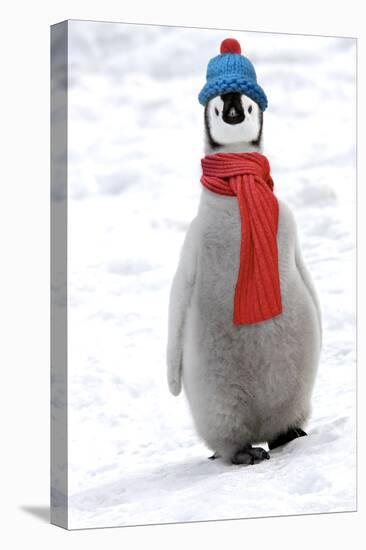 Emperor Penguin Chick Wearing Hat and Scarf-null-Stretched Canvas