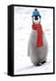Emperor Penguin Chick Wearing Hat and Scarf-null-Framed Stretched Canvas