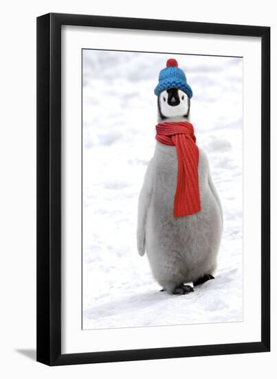 Emperor Penguin Chick Wearing Hat and Scarf-null-Framed Photographic Print