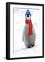 Emperor Penguin Chick Wearing Hat and Scarf-null-Framed Photographic Print