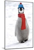 Emperor Penguin Chick Wearing Hat and Scarf-null-Mounted Photographic Print