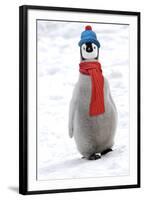 Emperor Penguin Chick Wearing Hat and Scarf-null-Framed Photographic Print