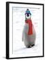Emperor Penguin Chick Wearing Hat and Scarf-null-Framed Photographic Print