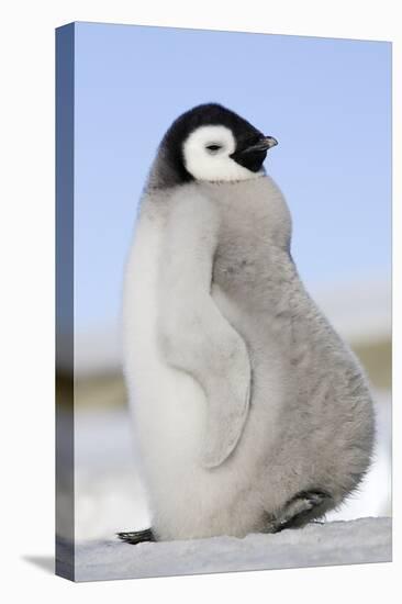 Emperor Penguin Chick-null-Stretched Canvas