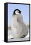 Emperor Penguin Chick-null-Framed Stretched Canvas