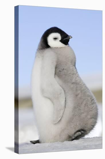 Emperor Penguin Chick-null-Stretched Canvas
