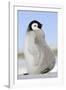 Emperor Penguin Chick-null-Framed Photographic Print