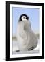 Emperor Penguin Chick-null-Framed Photographic Print