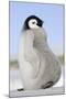 Emperor Penguin Chick-null-Mounted Photographic Print