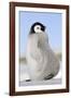 Emperor Penguin Chick-null-Framed Photographic Print