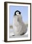 Emperor Penguin Chick-null-Framed Photographic Print