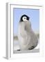 Emperor Penguin Chick-null-Framed Photographic Print