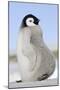 Emperor Penguin Chick-null-Mounted Photographic Print
