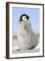 Emperor Penguin Chick-null-Framed Photographic Print