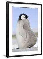 Emperor Penguin Chick-null-Framed Photographic Print