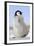 Emperor Penguin Chick-null-Framed Photographic Print