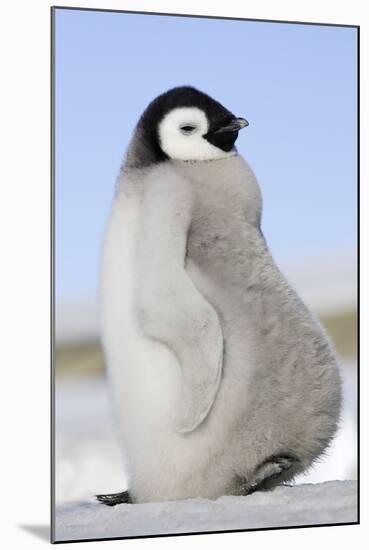 Emperor Penguin Chick-null-Mounted Photographic Print