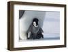 Emperor penguin chick-Thorsten Milse-Framed Photographic Print