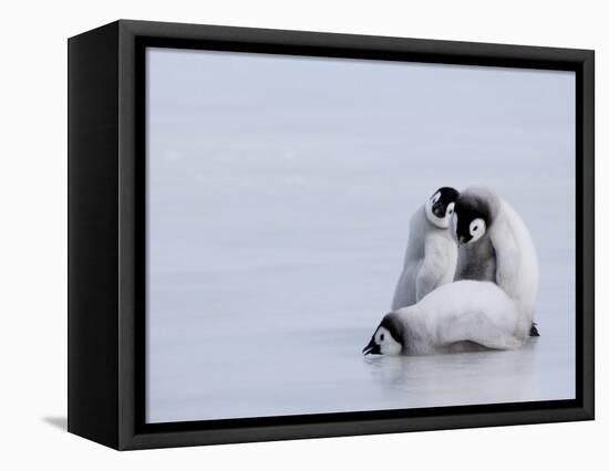 Emperor Penguin Chicks (Aptenodytes Forsteri), Snow Hill Island, Weddell Sea, Antarctica-Thorsten Milse-Framed Stretched Canvas
