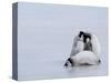 Emperor Penguin Chicks (Aptenodytes Forsteri), Snow Hill Island, Weddell Sea, Antarctica-Thorsten Milse-Stretched Canvas