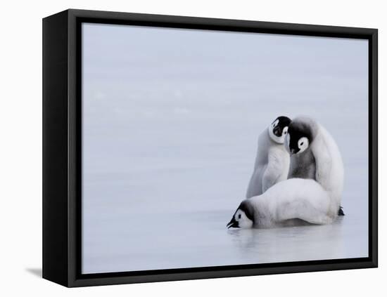 Emperor Penguin Chicks (Aptenodytes Forsteri), Snow Hill Island, Weddell Sea, Antarctica-Thorsten Milse-Framed Stretched Canvas