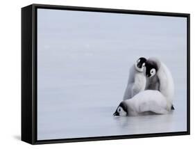 Emperor Penguin Chicks (Aptenodytes Forsteri), Snow Hill Island, Weddell Sea, Antarctica-Thorsten Milse-Framed Stretched Canvas