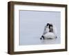 Emperor Penguin Chicks (Aptenodytes Forsteri), Snow Hill Island, Weddell Sea, Antarctica-Thorsten Milse-Framed Photographic Print