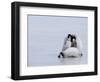 Emperor Penguin Chicks (Aptenodytes Forsteri), Snow Hill Island, Weddell Sea, Antarctica-Thorsten Milse-Framed Photographic Print